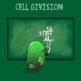 Cell Division 