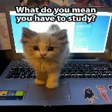 Cute Kitty Distracting You From Studying For Exam