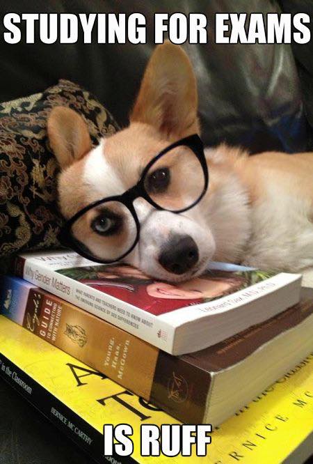 studying for finals is ruff